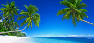 Palm trees and tropical sky